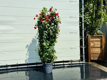 Mandevilla Rood - Dipladenia - Lange bloeier - Pot ⌀ 26cm  -Hoogte  140-160cm