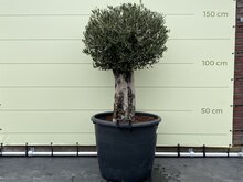 Olijfboom - Olea Europaea