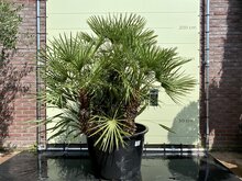 Palmboom - Chamaerops Humilis