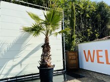 Palmboom - Washingtonia Robusta - Mexicaanse Waaierpalm - Pot ⌀ 40cm - Hoogte  ca. 250cm
