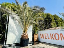 Tropictrees Palmboom - Phoenix Canariensis