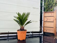 Tropictrees Palmboom - Cycas Revoluta
