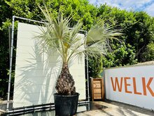 Tropictrees Brahea Armata Groot - Mexicaanse Blauwe Palm
