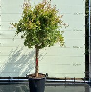 Tropictrees Citrusboom - Granaatappelboom