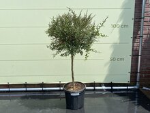 Tropictrees Cistrusboom - Citroenkaviaar