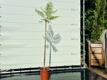Jacaranda Mimosifolia - Sierlijke boom - Varen - Pot ⌀ 24cm - Hoogte  175-200cm