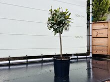 Laurier op stam - Laurus Nobilis - Laurier - Eetbaar - Smaakmaker - Pot ⌀ 24cm - Hoogte 70-90cm