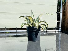 Agave - Mediopicta - Pot ⌀ 18cm - Hoogte  40cm