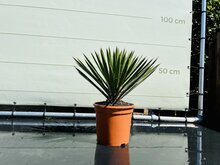 Tropictrees Palmboom - Yucca Filifera