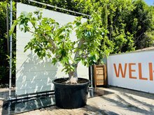 Tropictrees Vijgenboom - Ficus Carica