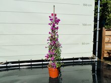 Bougainvillea - Piramide - Roze - Pot ⌀ 33cm - Hoogte  125cm