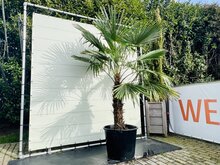 Tropictrees Palmboom - Trachycarpus Fortunei