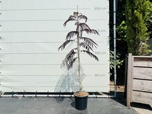 Perzische Slaapboom - Albizia Summer Chocolate