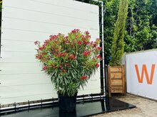 Rode Oleander - hoogte ca 160 cm