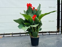 Canna Indica - Rood