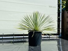 Palmboom – Yucca Rostrata