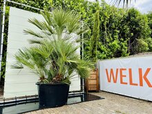 Tropictrees Palmboom - Chamaerops Humilis