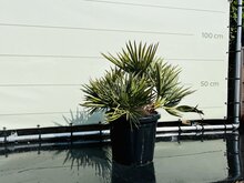 Palmboom - Trithrinax campestris - Blauwe Dadelpalm - Winterhard - buitenplant - 50-100cm hoog