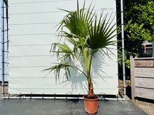 Tropictrees Palmboom - Washingtonia Robusta