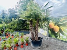 Tropictrees Palmboom - Trachycarpus Fortunei