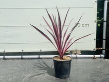 Palmboom - Cordyline Pink Passion