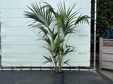 Palmboom - Kentiapalm