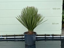 Tropictrees Palmboom - Yucca Filifera