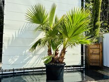 Palmboom - Washingtonia Robusta Multistam