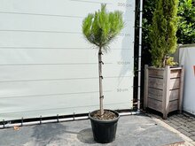 Pijnboom - hoogte 160 cm