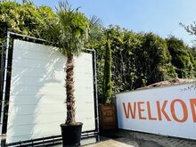 Tropictrees Palmboom - Trachycarpus Fortunei