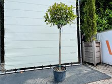 Photinia - Bol op stam