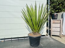 Yucca Faxoniana