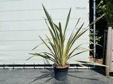 Phormium Tenax Variegata