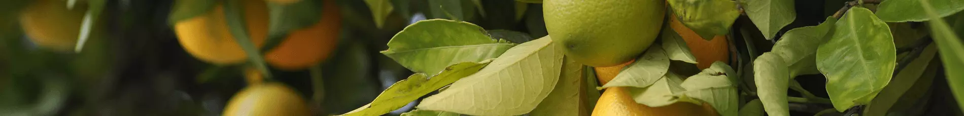 Tropic Trees Tropic Trees