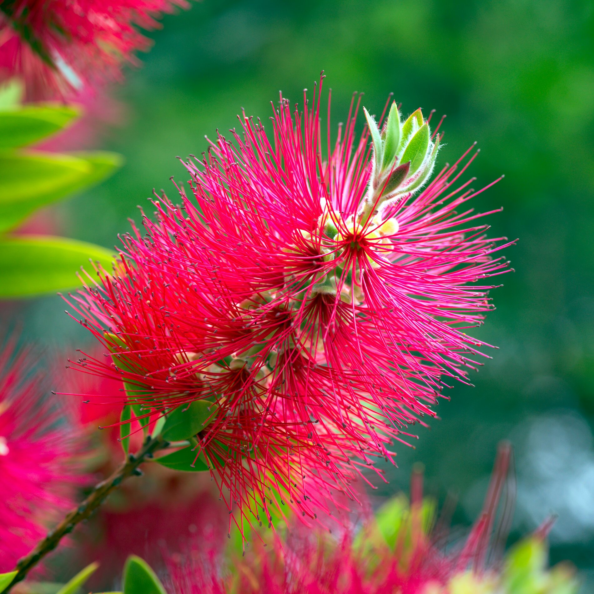 Tropic Trees Tropic Trees