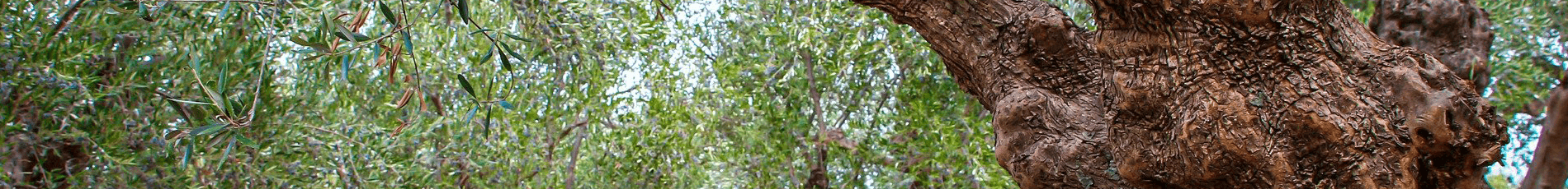 Tropic Trees