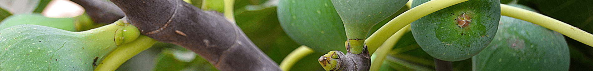 Tropic Trees Tropic Trees