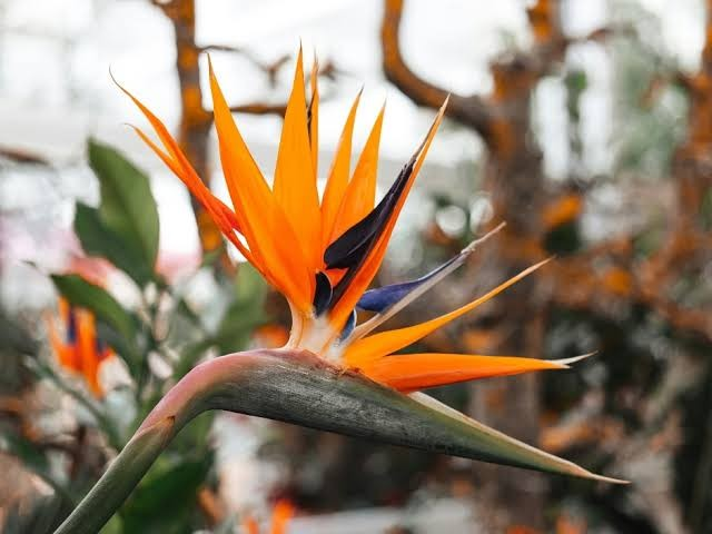 Tropic Trees Tropic Trees