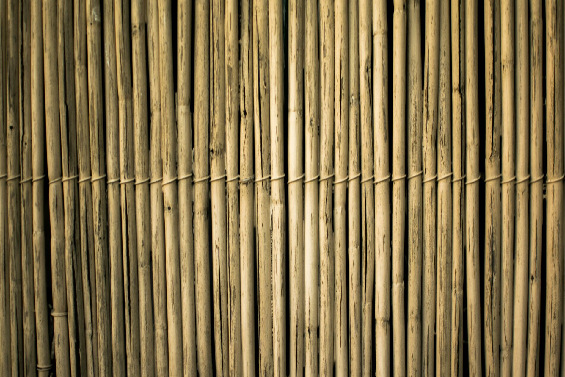Tropic Trees Tropic Trees