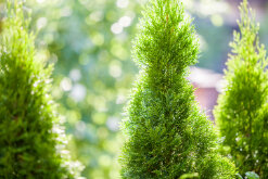 Tropic Trees Tropic Trees