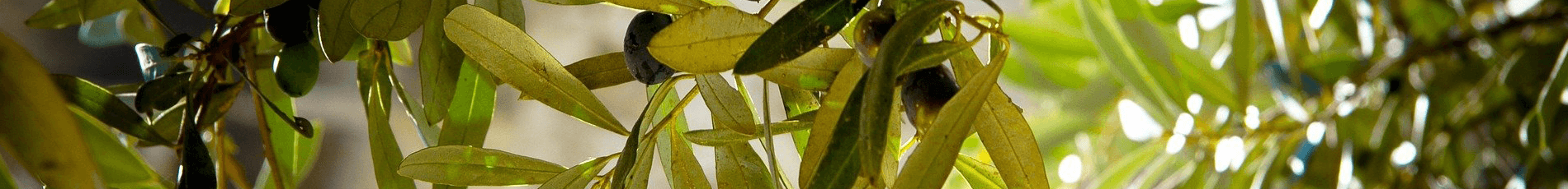 Tropic Trees Tropic Trees